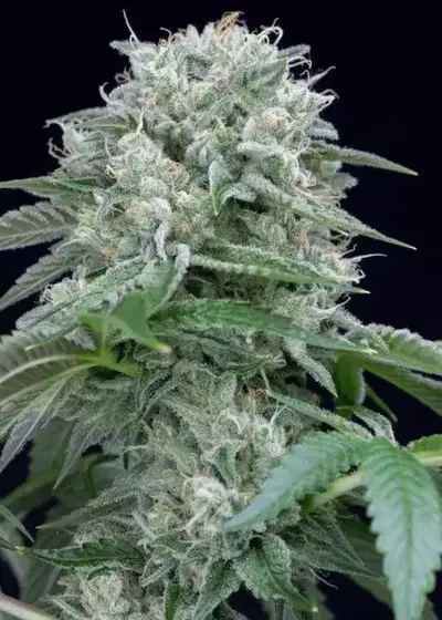 Starfire OG by Silent Seeds, Photoperiod cannabis strain