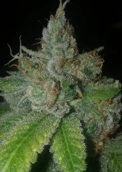 Starlet Kush by Gage Green, Photoperiod cannabis strain