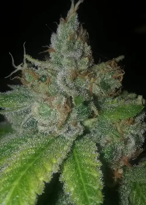 Starlet Kush by Gage Green, Photoperiod cannabis strain