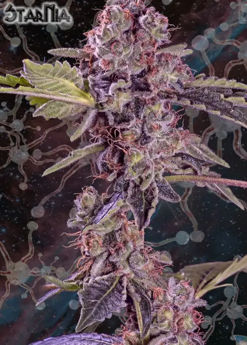 StarNia by GeneSeeds - NemeSeeds, Photoperiod cannabis strain