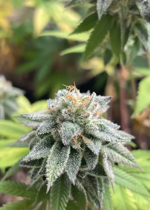 Stay Puft by Compound Genetics, Photoperiod cannabis strain