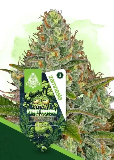 Sticky Broccoli Automatic by Zamnesia Seeds, Autoflower cannabis strain