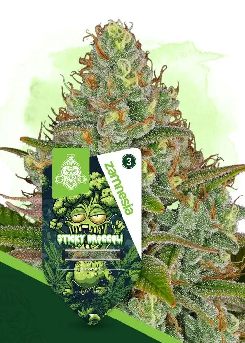 Sticky Broccoli Automatic by Zamnesia Seeds, Autoflower cannabis strain