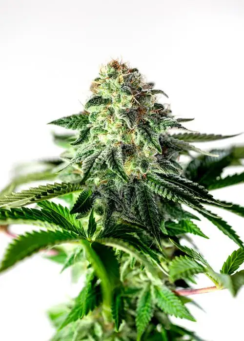 Sticky Dream Auto by Positronics Seeds, Autoflower cannabis strain
