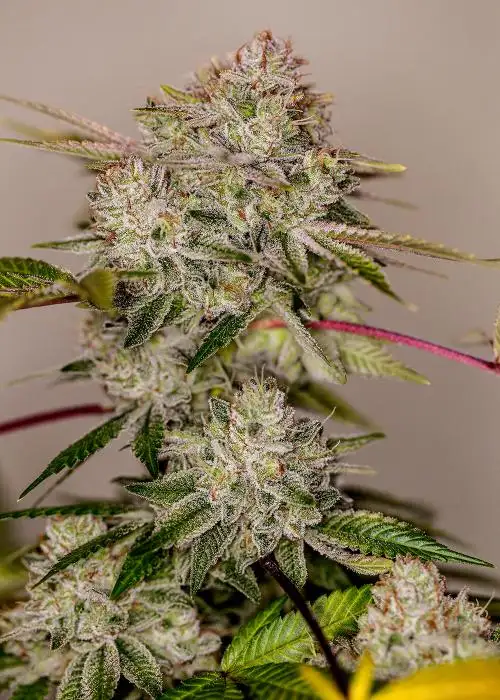 Sticky Dream by Positronics Seeds, Photoperiod cannabis strain