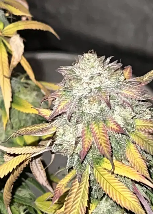 Sticky Glue by In House Genetics, Photoperiod cannabis strain