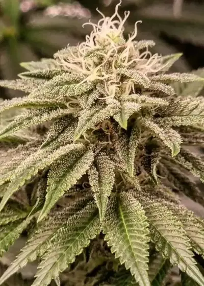 Sticky Gorilla #4 by Pure Instinto, Photoperiod cannabis strain