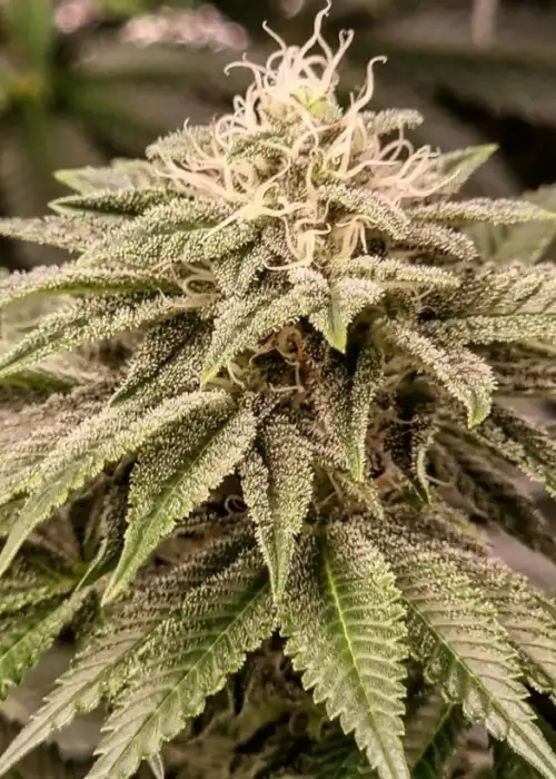 Sticky Gorilla #4 by Pure Instinto, Photoperiod cannabis strain