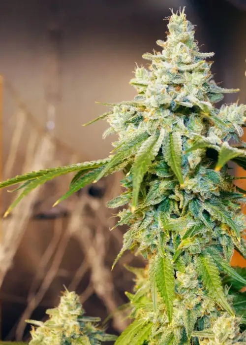 Sticky Shrimp by Ocean Grown Seeds, Photoperiod cannabis strain