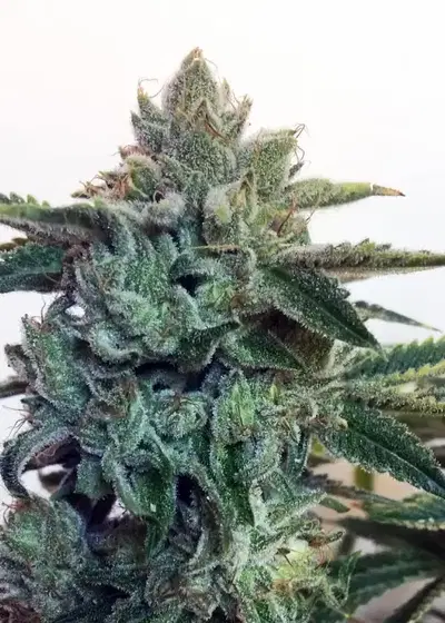 Sticky Zkittlez Glue by Cream of the Crop Seeds, Photoperiod cannabis strain