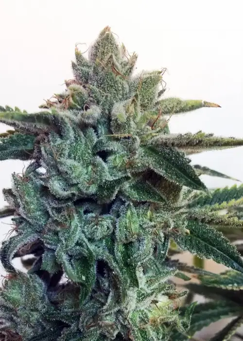 Sticky Zkittlez Glue by Cream of the Crop Seeds, Photoperiod cannabis strain