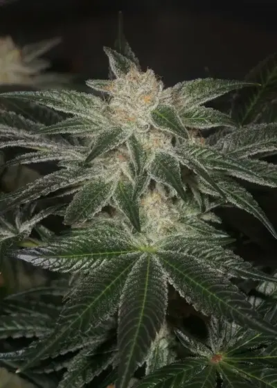 Stink Bomb by Connoisseur Genetics, Photoperiod cannabis strain