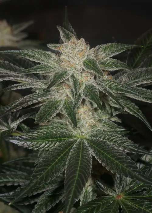Stink Bomb by Connoisseur Genetics, Photoperiod cannabis strain