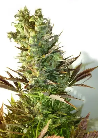 Stitch's Love Potion by Flash Seeds, Autoflower cannabis strain