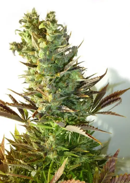 Stitch's Love Potion by Flash Seeds, Autoflower cannabis strain