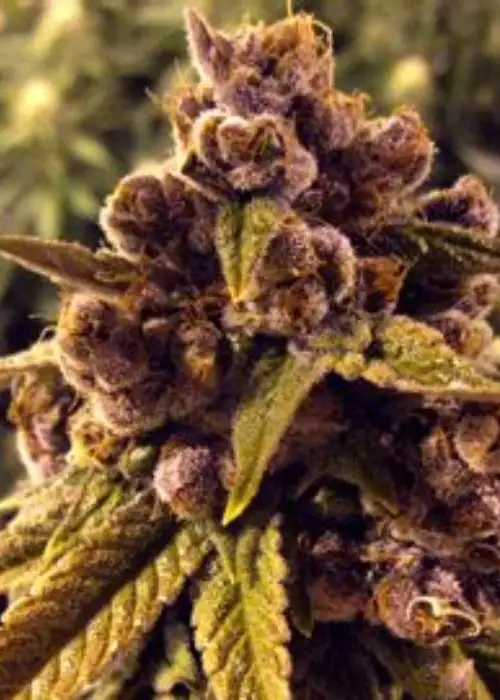 Stone Free by Gage Green, Photoperiod cannabis strain