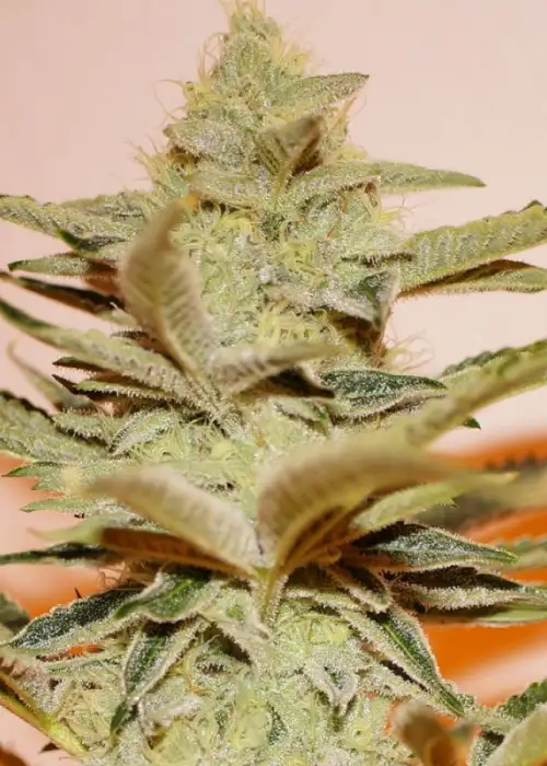 Stracciatella by T.H.Seeds, Photoperiod cannabis strain