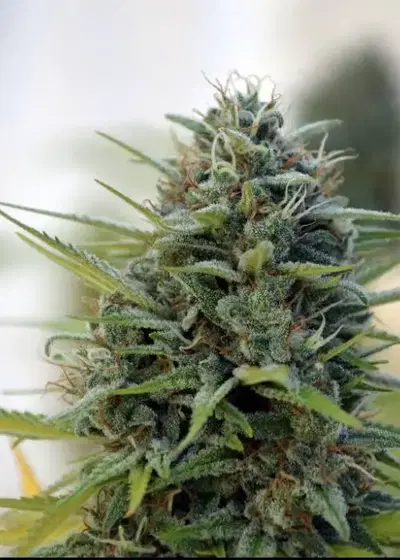 Straight Jacket by Norstar Genetics, Photoperiod cannabis strain