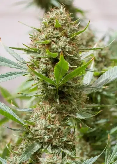 Strawberry Amnesia by Herbies Seeds, Photoperiod cannabis strain