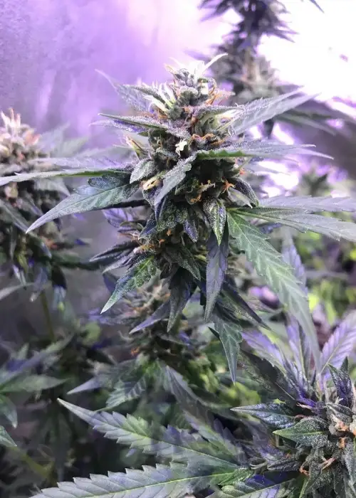 Strawberry Auto by Cannabiorganic genetics, Autoflower cannabis strain