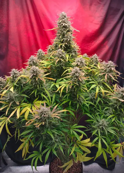 Strawberry Banana Auto by Fast Buds, Autoflower cannabis strain