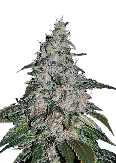 Strawberry Banana Fast Version by Dutch Genetics, Autoflower cannabis strain