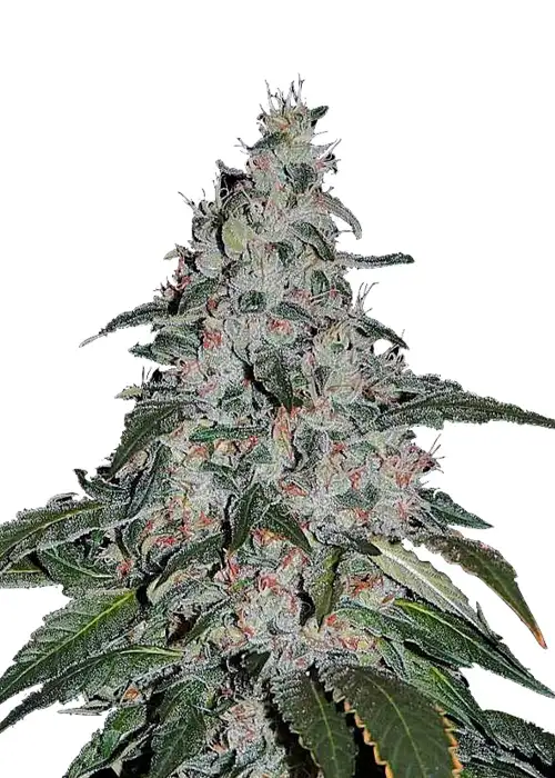Strawberry Banana Fast Version by Dutch Genetics, Autoflower cannabis strain