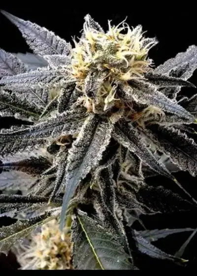 Strawberry Banana by Dark Heart Nursery, Photoperiod cannabis strain
