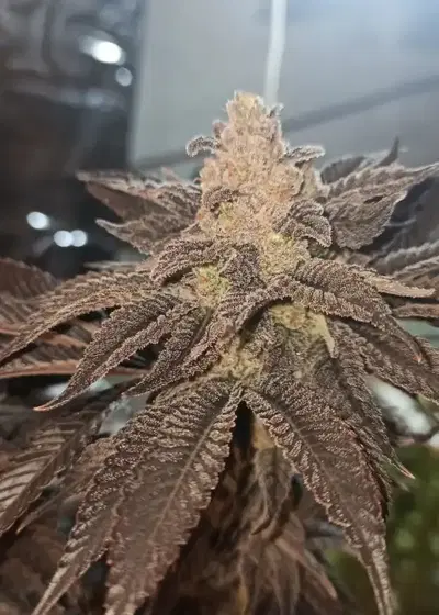 Strawberry Bubbles by Bloom Seed Co, Photoperiod cannabis strain