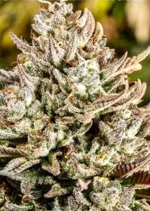 Strawberry butterscotch by Captain Red Beard Seeds, Photoperiod cannabis strain