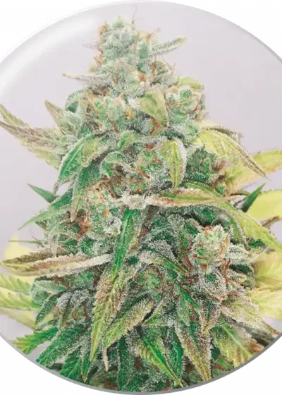 Strawberry Cake CBD by Medical Seeds, Photoperiod cannabis strain