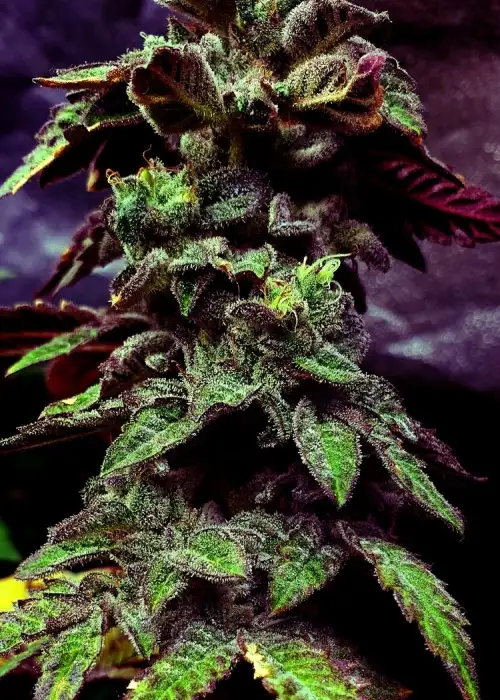 Strawberry Cane by Holy Smoke Seeds, Photoperiod cannabis strain