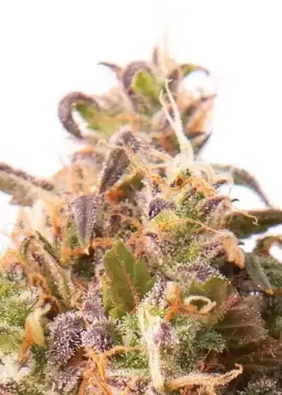 Strawberry Cheese Auto by Coastal Mary Seeds, Autoflower cannabis strain