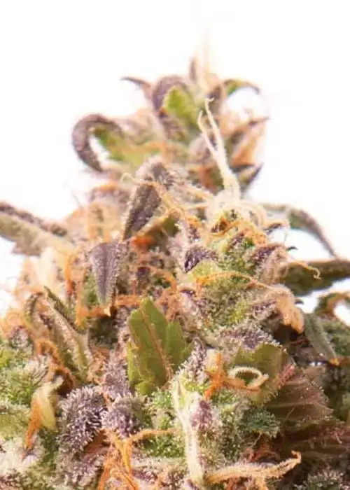 Strawberry Cheese Auto by Coastal Mary Seeds, Autoflower cannabis strain