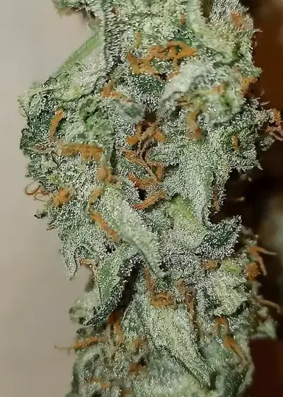 Strawberry Cheesecake Auto Fem by 207 Genetics, Autoflower cannabis strain
