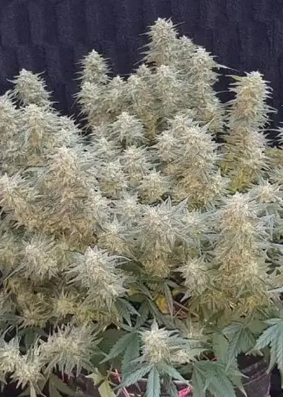 Strawberry Cheesecake Auto by Seedsman, Autoflower cannabis strain