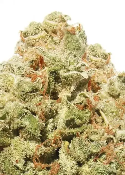 Strawberry Cheesecake by Heavyweight Seeds, Photoperiod cannabis strain