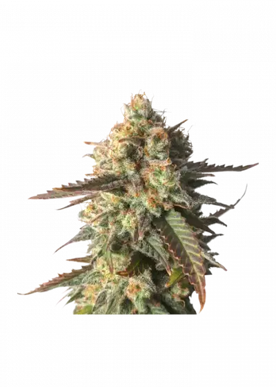 Strawberry Chemdawg OG by Super Sativa Seed Club, Photoperiod cannabis strain