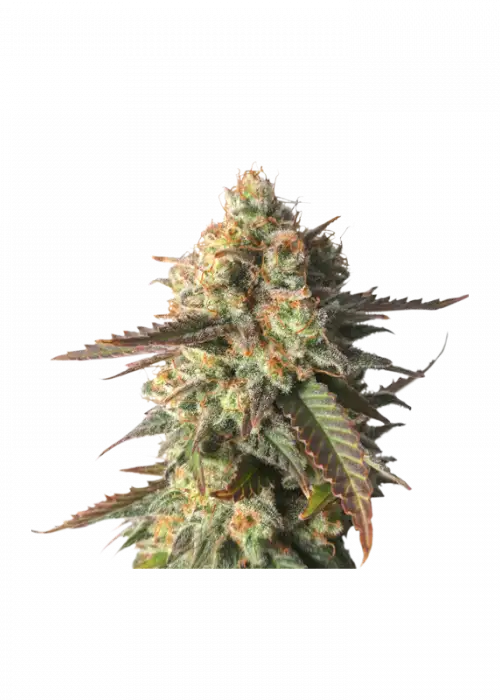 Strawberry Chemdawg OG by Super Sativa Seed Club, Photoperiod cannabis strain