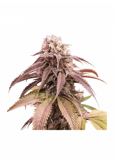 Strawberry Cookies by Super Sativa Seed Club, Photoperiod cannabis strain
