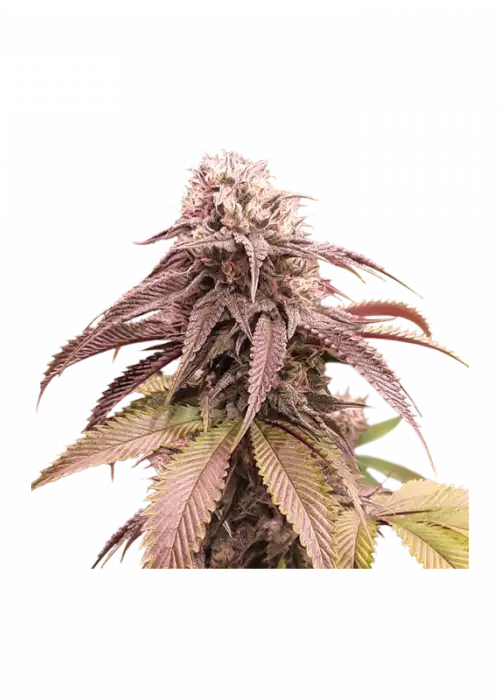Strawberry Cookies by Super Sativa Seed Club, Photoperiod cannabis strain