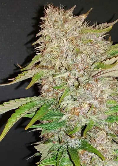Strawberry Cough Auto by Master Sensei Genetics, Autoflower cannabis strain