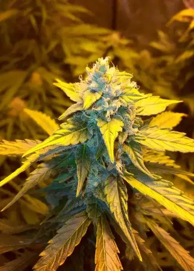Strawberry Cough Autoflower by Sonoma Seeds, Autoflower cannabis strain