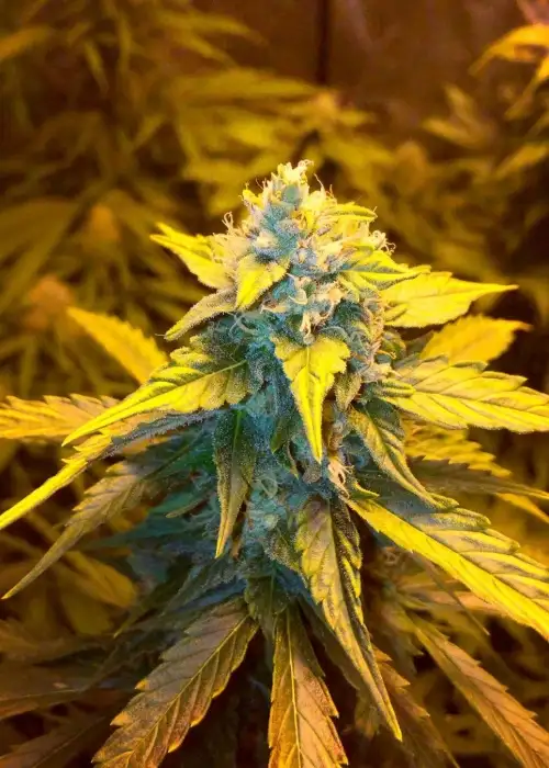 Strawberry Cough Autoflower by Sonoma Seeds, Autoflower cannabis strain