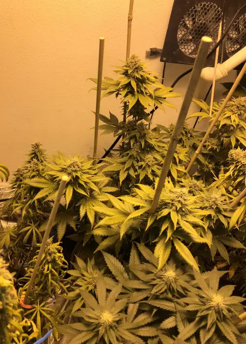 Strawberry Cough by Mediseed Man, Photoperiod cannabis strain