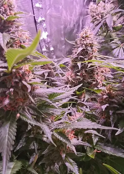 Strawberry Cream by Sumo Seeds, Photoperiod cannabis strain