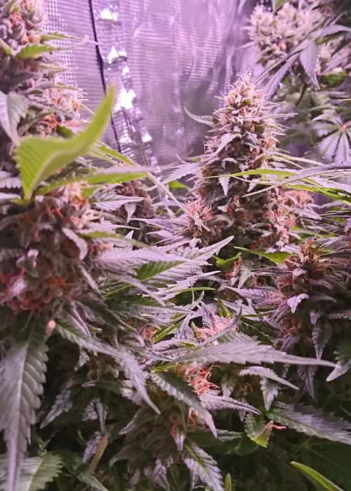 Strawberry Cream by Sumo Seeds, Photoperiod cannabis strain