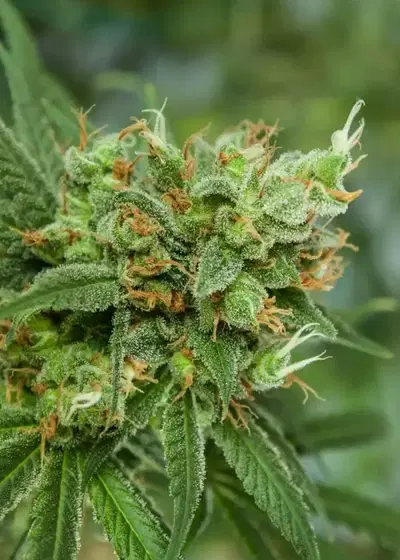Strawberry Daiquiri by Seed Junky Genetics cannabis strain