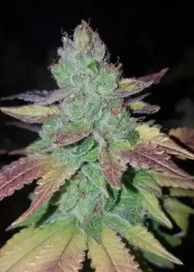 Strawberry Dawg Pie Auto by Niagara Seed Bank, Autoflower cannabis strain