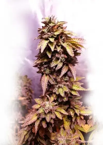 Strawberry Dawgpound by Holy Smoke Seeds, Photoperiod cannabis strain